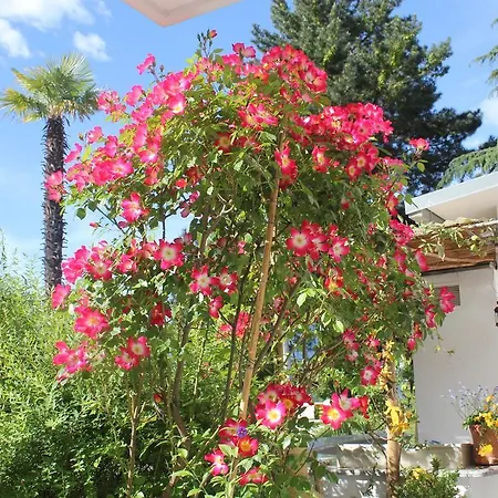 Annabell Μεράνο